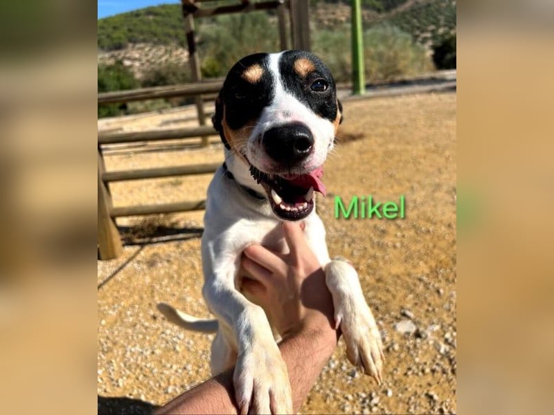 NOTFALL Mikel geb. 09/2021 (ESP) - vertrauensvoller, gutmütiger und lieber Bodeguero!