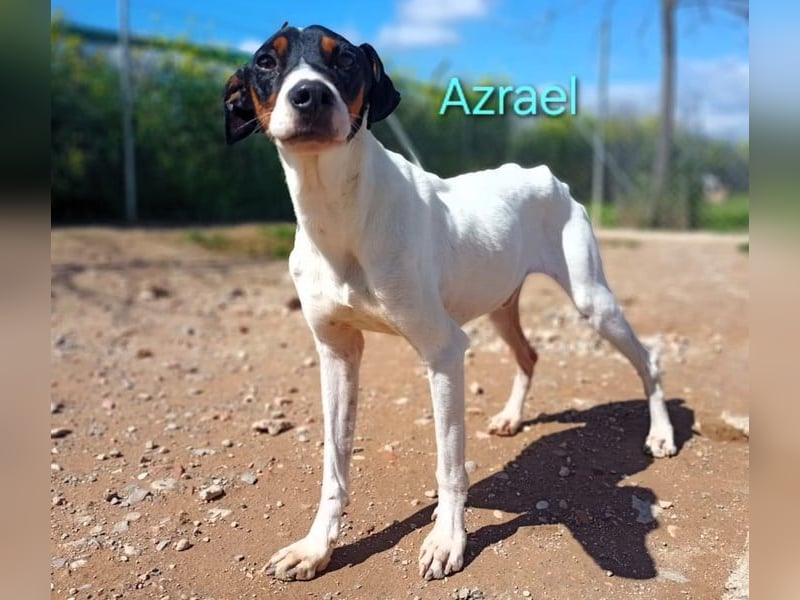 Azrael geb. 04/2021 (ESP) - zärtlicher Bodeguero sucht Stabilität!