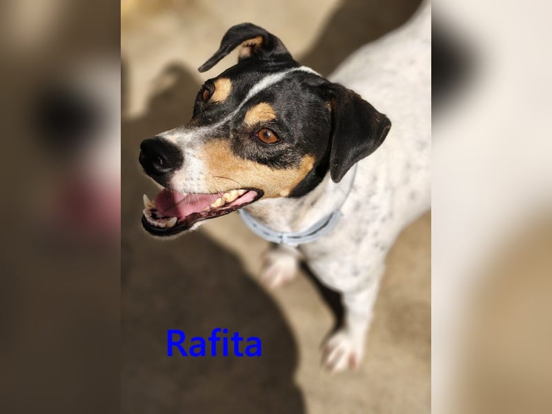 Rafita geb. 01/2020 (ESP) - menschenbezogener, kleiner Charmeur!