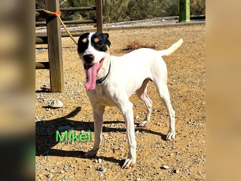 NOTFALL Mikel geb. 09/2021 (ESP) - vertrauensvoller, gutmütiger und lieber Bodeguero!