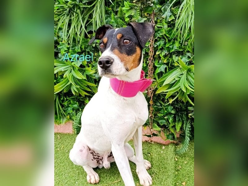 Azrael geb. 04/2021 (ESP) - zärtlicher Bodeguero sucht Stabilität!