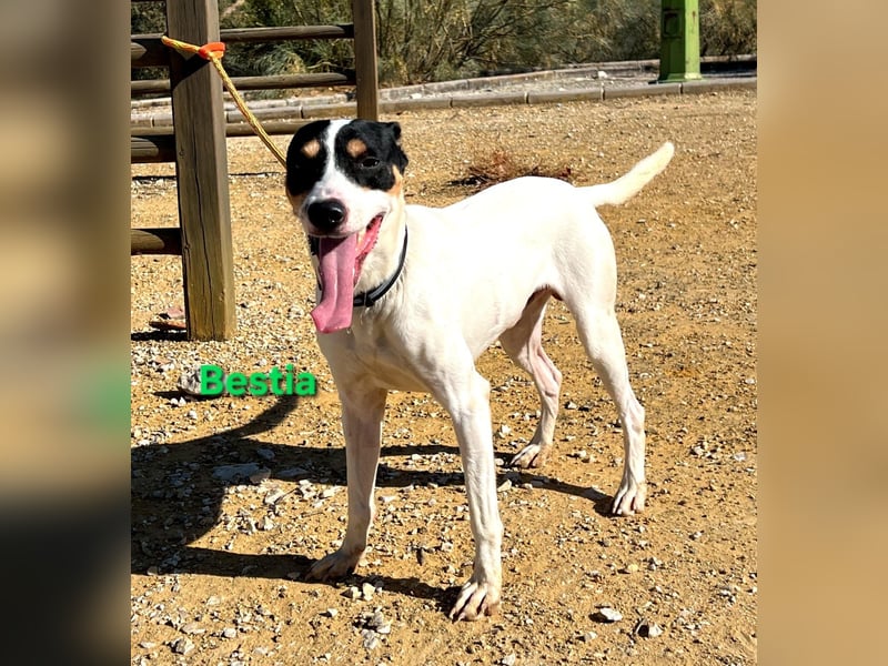 Bestia geb. 09/2021 (ESP) - vertrauensvoller, gutmütiger und lieber Bodeguero!