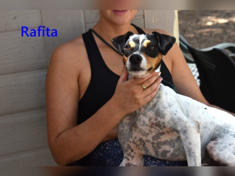 Rafita geb. 01/2020 (ESP) - menschenbezogener, kleiner Charmeur!
