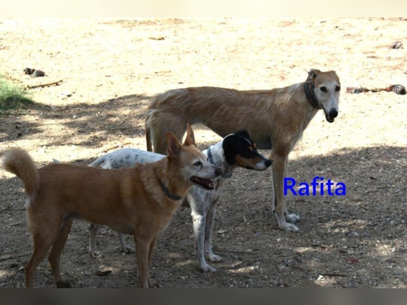 Rafita geb. 01/2020 (ESP) - menschenbezogener, kleiner Charmeur!