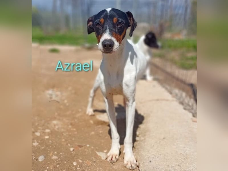 Azrael geb. 04/2021 (in Deutschland) - zärtlicher Bodeguero sucht Stabilität!