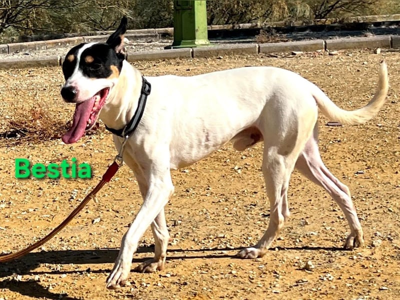 Bestia geb. 09/2021 (ESP) - vertrauensvoller, gutmütiger und lieber Bodeguero!