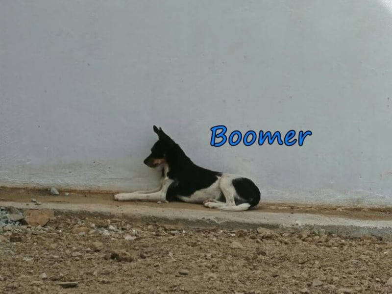 Boomer geb. 02/2026 (ESP) - schüchterner Bodeguero-Welpe sucht seine Familie!