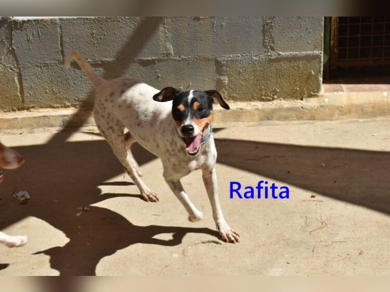 Rafita geb. 01/2020 (ESP) - menschenbezogener, kleiner Charmeur!