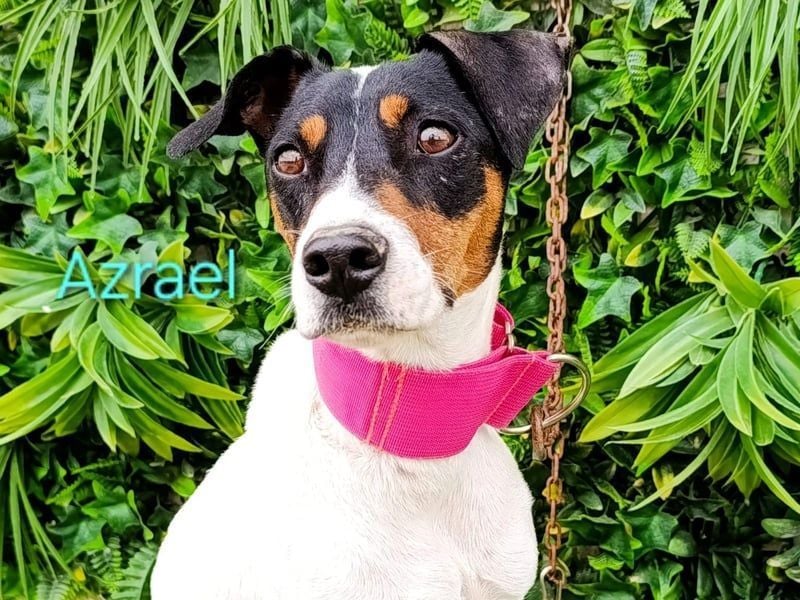 Azrael geb. 04/2021 (in Deutschland) - zärtlicher Bodeguero sucht Stabilität!