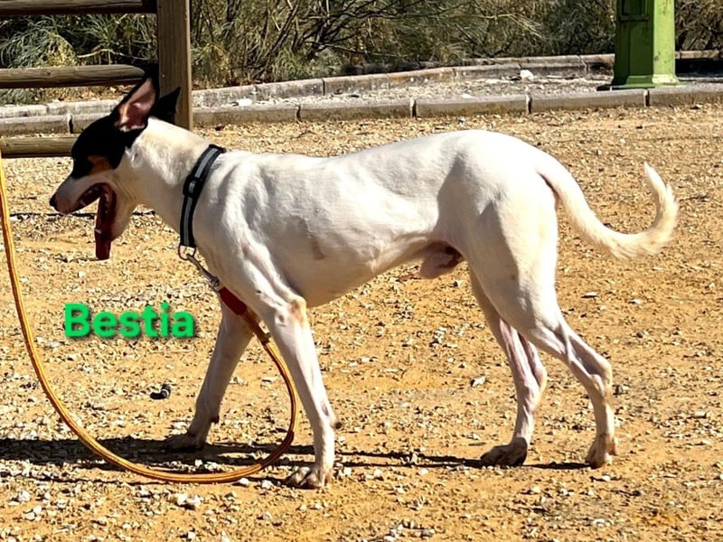 Bestia geb. 09/2021 (ESP) - vertrauensvoller, gutmütiger und lieber Bodeguero!