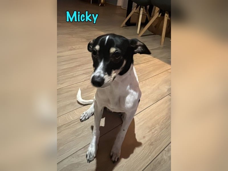 Wess1 (Micky) geb. 03/2025 (in Deutschland) - unglaublich liebevoller Hundepartner!