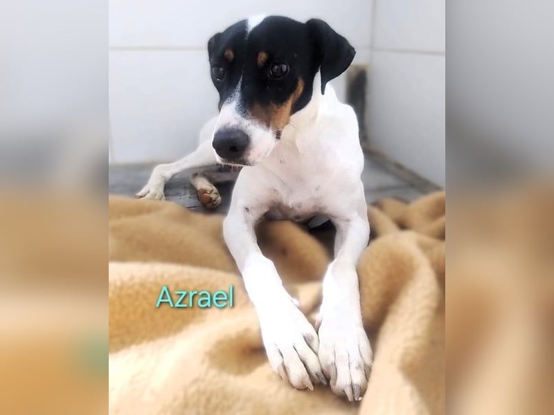 Azrael geb. 04/2021 (in Deutschland) - zärtlicher Bodeguero sucht Stabilität!