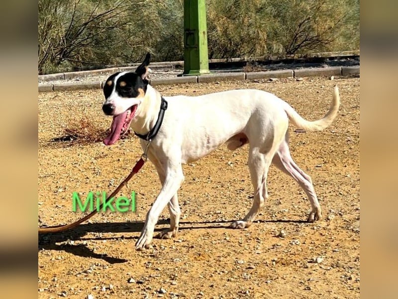 NOTFALL Mikel geb. 09/2021 (ESP) - vertrauensvoller, gutmütiger und lieber Bodeguero!