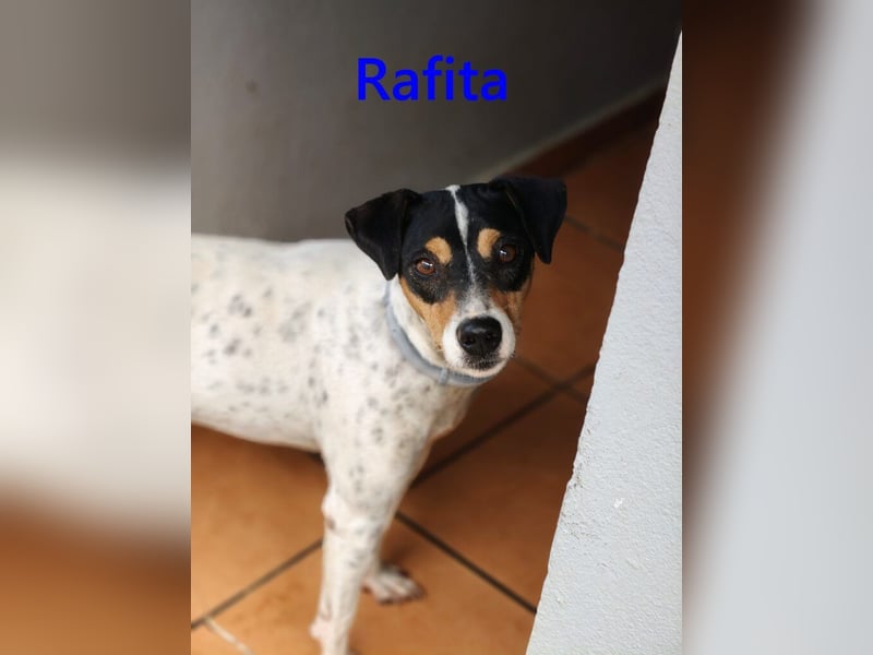 Rafita geb. 01/2020 (ESP) - menschenbezogener, kleiner Charmeur!