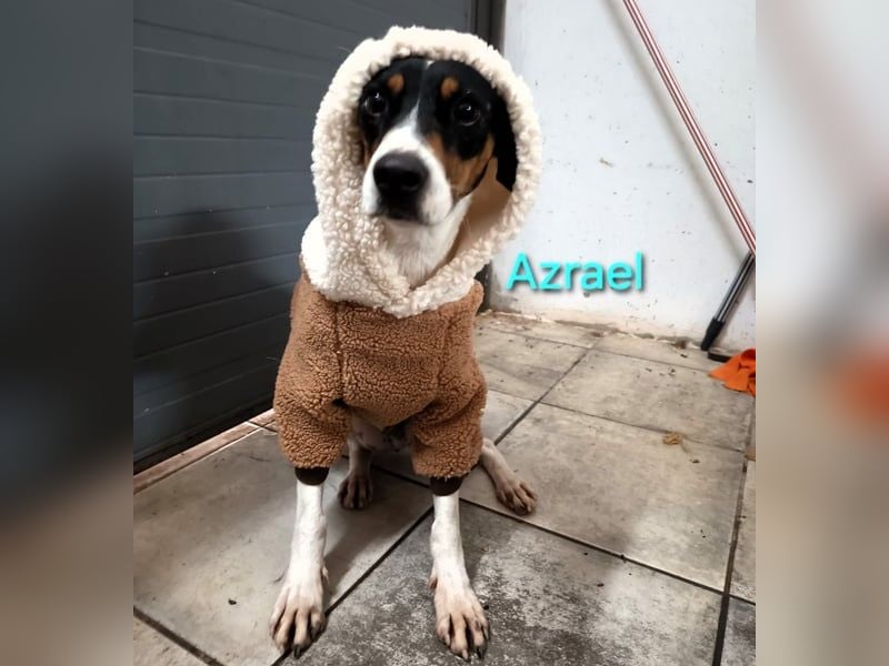 Azrael geb. 04/2021 (in Deutschland) - zärtlicher Bodeguero sucht Stabilität!