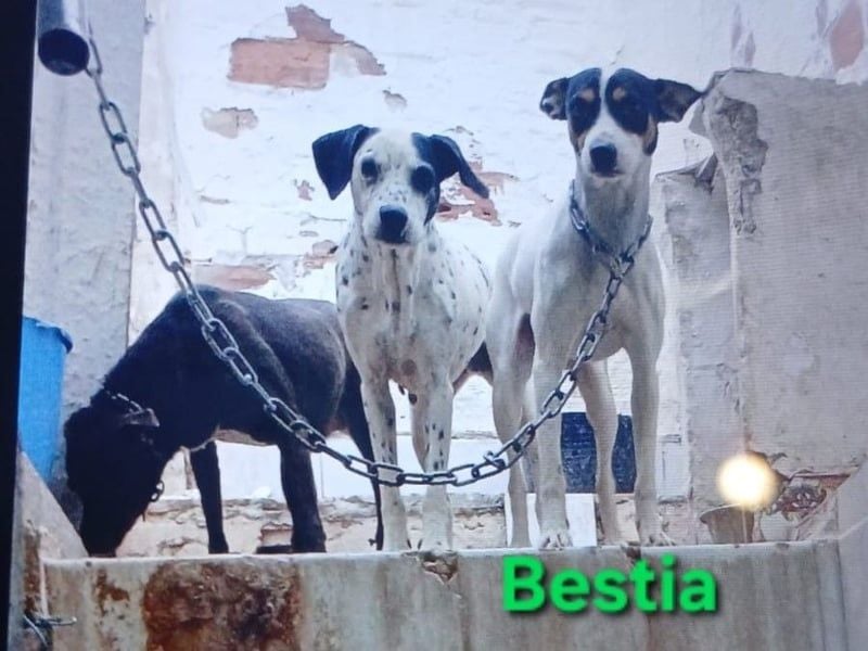 Bestia geb. 09/2021 (ESP) - vertrauensvoller, gutmütiger und lieber Bodeguero!