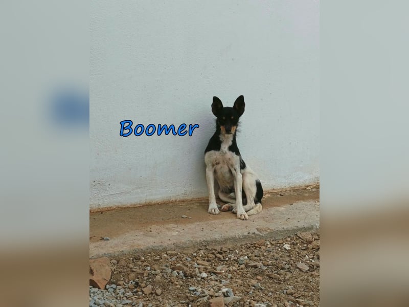 Boomer geb. 02/2026 (ESP) - schüchterner Bodeguero-Welpe sucht seine Familie!