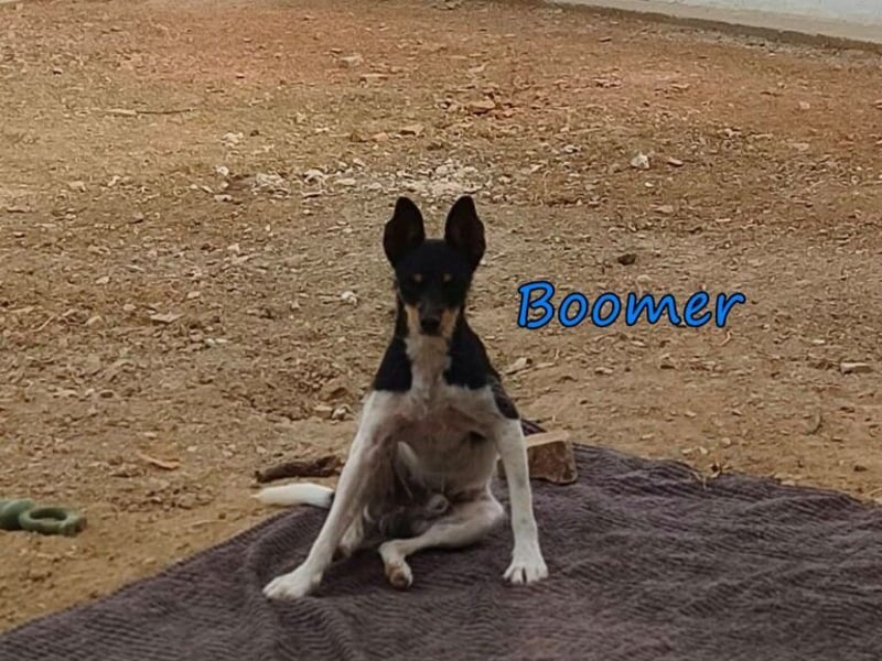 Boomer geb. 02/2026 (ESP) - schüchterner Bodeguero-Welpe sucht seine Familie!