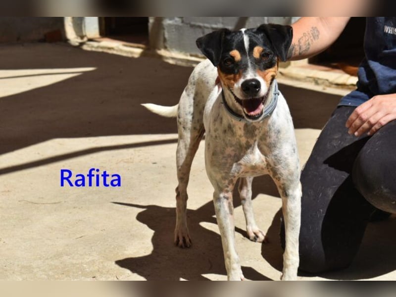 Rafita geb. 01/2020 (ESP) - menschenbezogener, kleiner Charmeur!