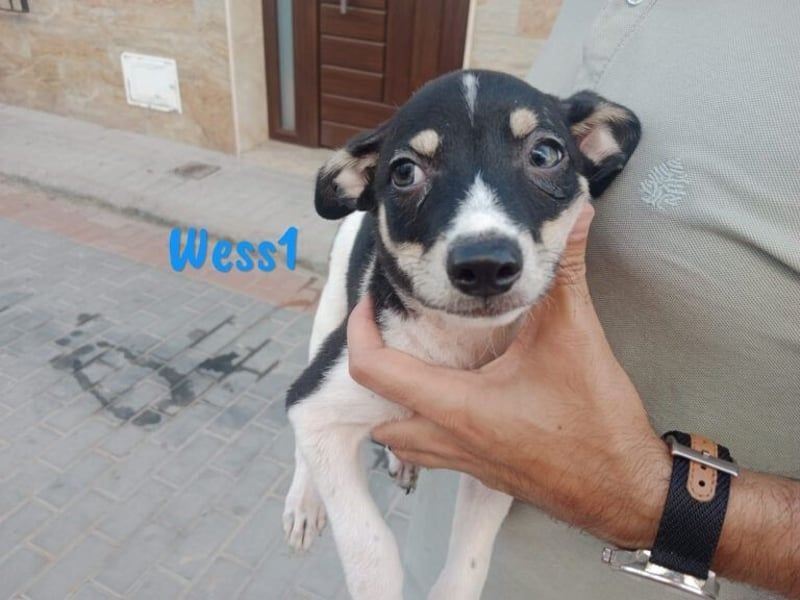 Wess1 (Micky) geb. 03/2025 (in Deutschland) - unglaublich liebevoller Hundepartner!