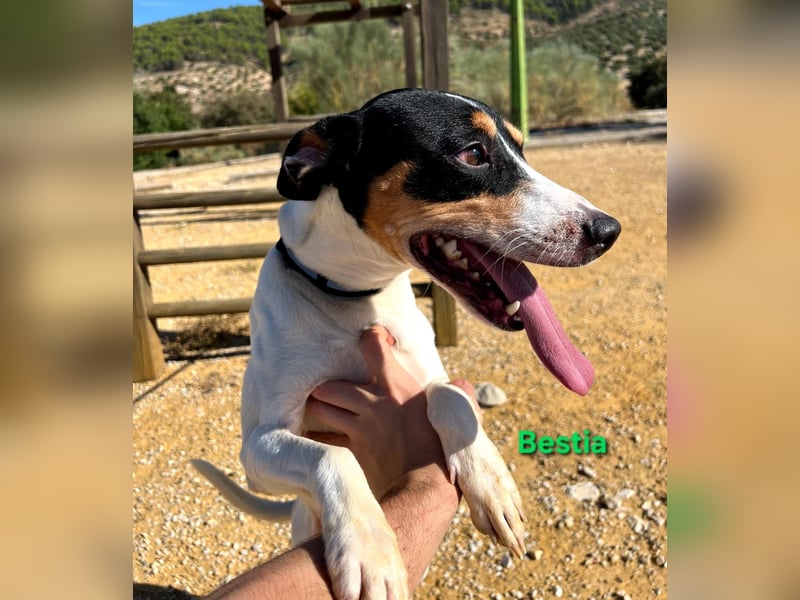 Bestia geb. 09/2021 (ESP) - vertrauensvoller, gutmütiger und lieber Bodeguero!