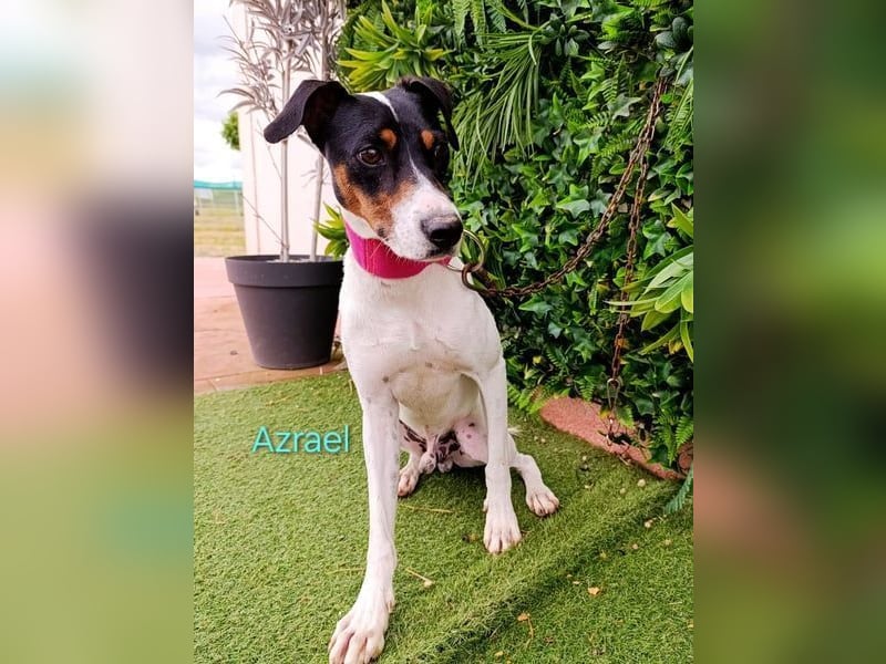 Azrael geb. 04/2021 (in Deutschland) - zärtlicher Bodeguero sucht Stabilität!