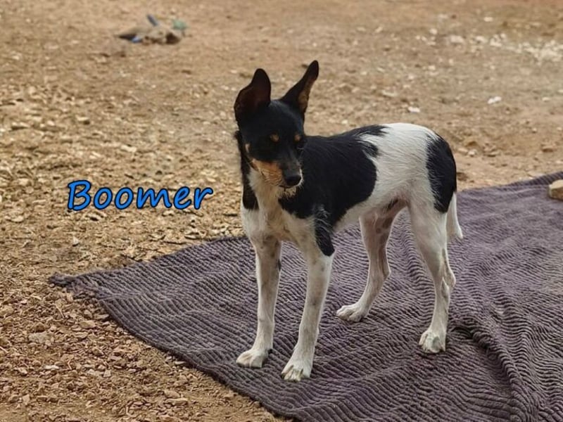 Boomer geb. 02/2026 (ESP) - schüchterner Bodeguero-Welpe sucht seine Familie!