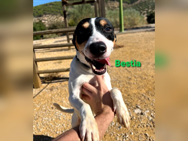 Bestia geb. 09/2021 (ESP) - vertrauensvoller, gutmütiger und lieber Bodeguero!