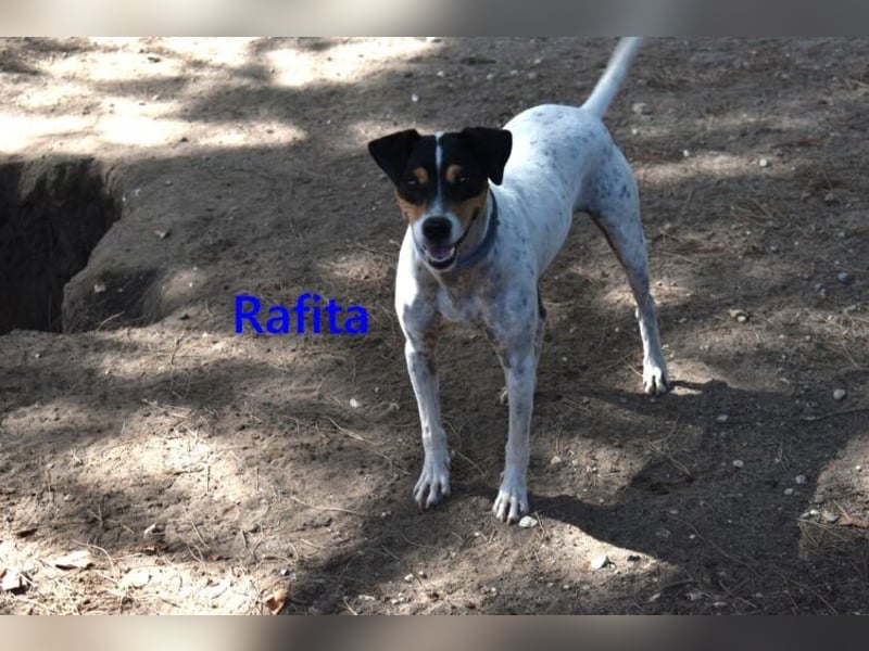 Rafita geb. 01/2020 (ESP) - menschenbezogener, kleiner Charmeur!