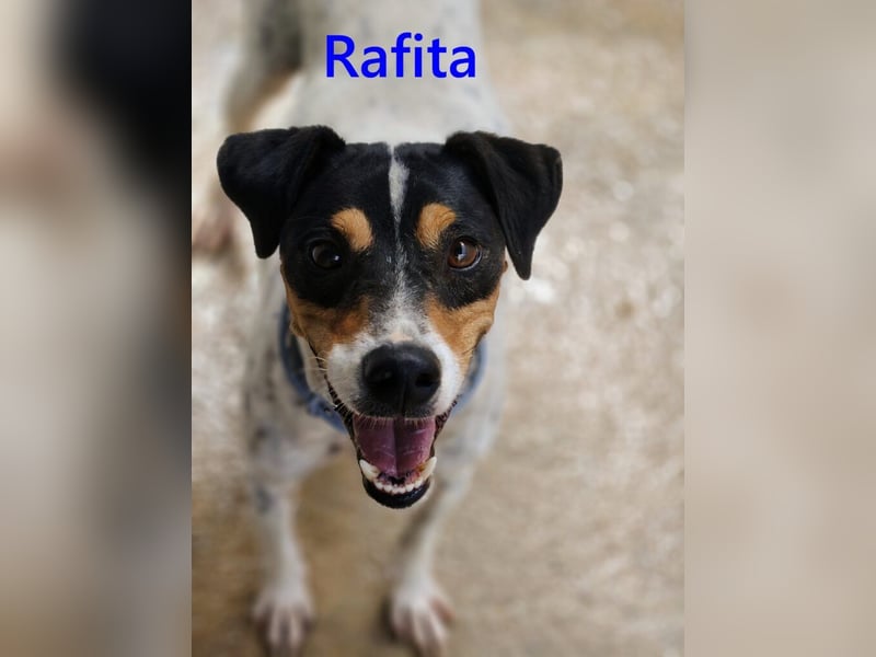 Rafita geb. 01/2020 (ESP) - menschenbezogener, kleiner Charmeur!