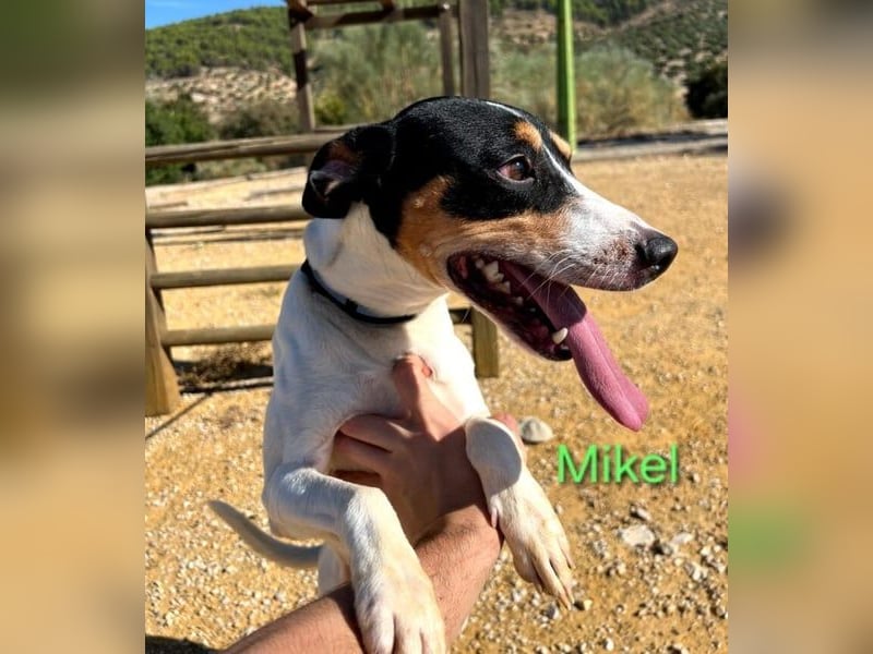 NOTFALL Mikel geb. 09/2021 (ESP) - vertrauensvoller, gutmütiger und lieber Bodeguero!