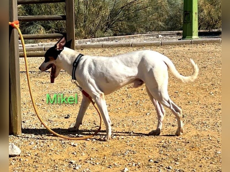 NOTFALL Mikel geb. 09/2021 (ESP) - vertrauensvoller, gutmütiger und lieber Bodeguero!