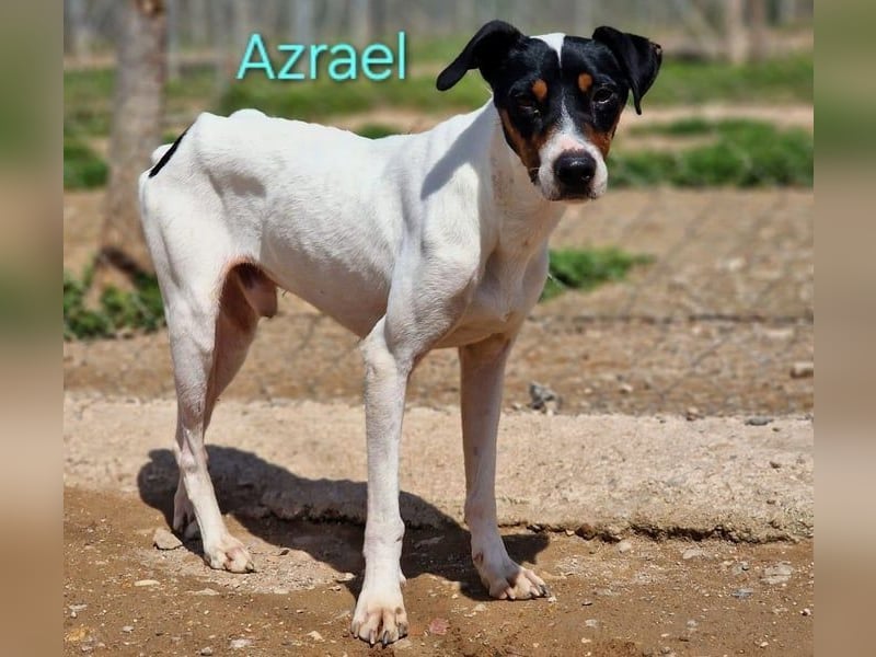 Azrael geb. 04/2021 (ESP) - zärtlicher Bodeguero sucht Stabilität!