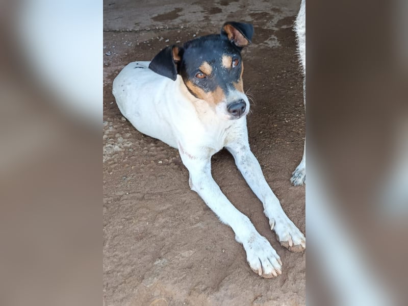 Faolan ist witzig, klug und aktiv