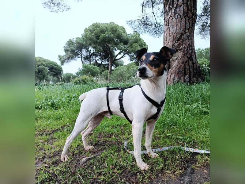 Faolan ist witzig, klug und aktiv