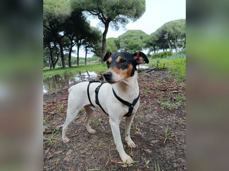 Faolan ist witzig, klug und aktiv