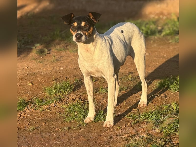 Faolan ist witzig, klug und aktiv
