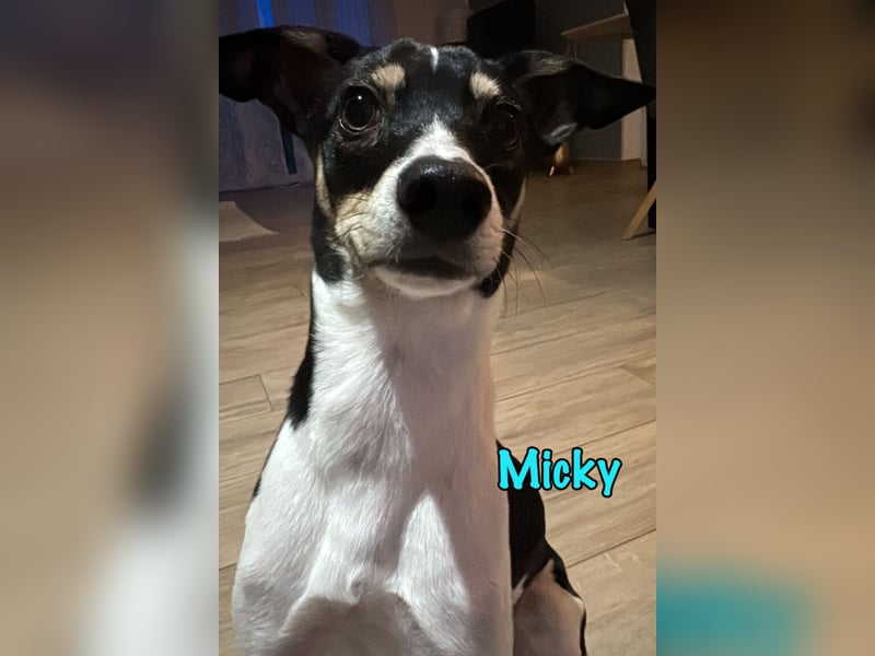 Micky geb. 03/2025 (in Deutschland) - unglaublich liebevoller Hundepartner!