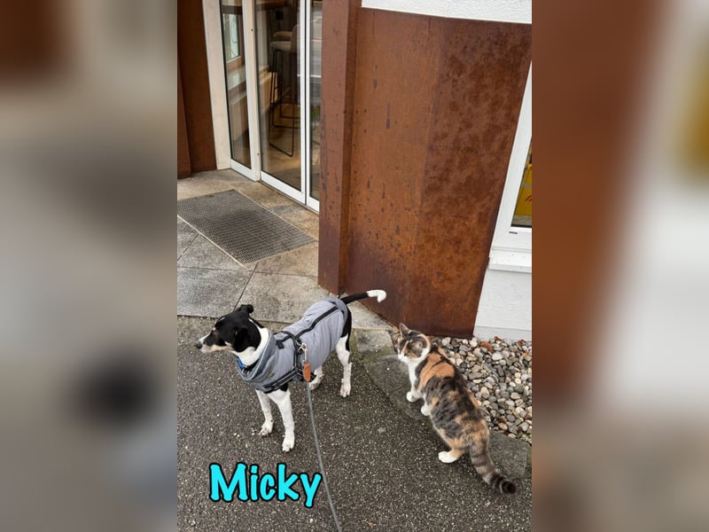 Micky geb. 03/2025 (in Deutschland) - unglaublich liebevoller Hundepartner!