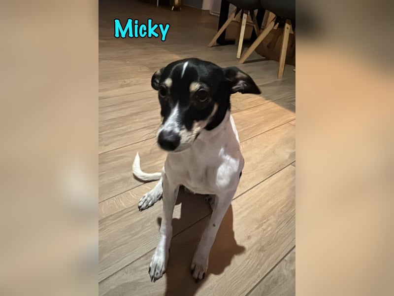 Micky geb. 03/2025 (in Deutschland) - unglaublich liebevoller Hundepartner!