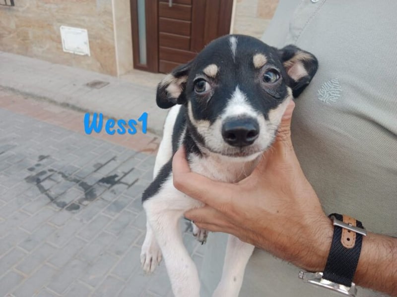 Micky geb. 03/2025 (in Deutschland) - unglaublich liebevoller Hundepartner!