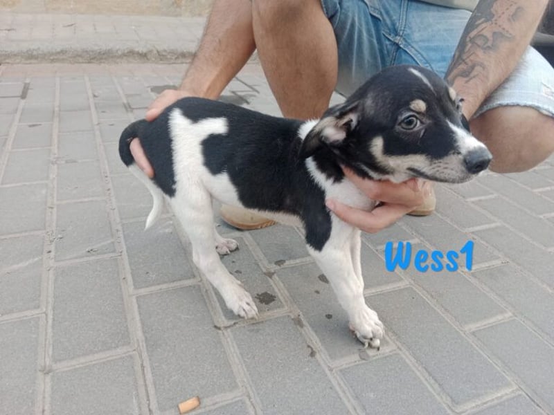 Micky geb. 03/2025 (in Deutschland) - unglaublich liebevoller Hundepartner!