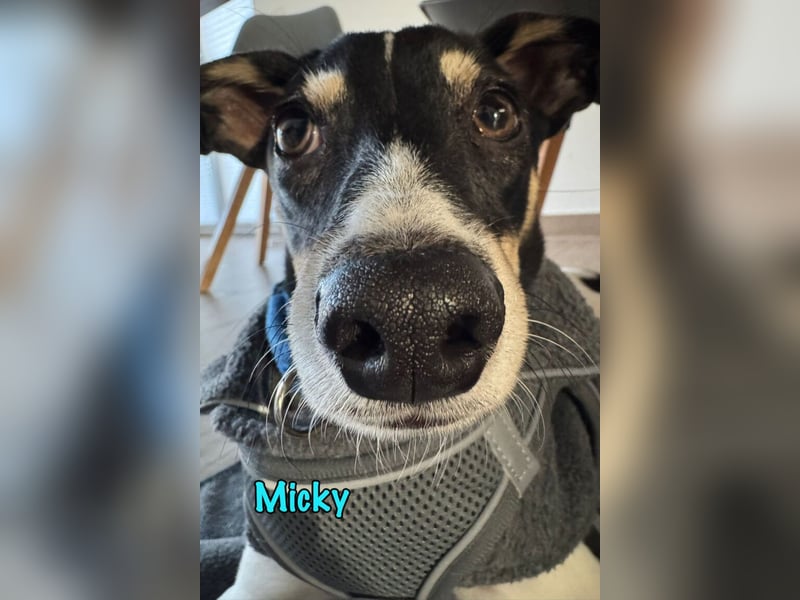 Micky geb. 03/2025 (in Deutschland) - unglaublich liebevoller Hundepartner!
