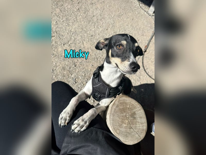 Micky geb. 03/2025 (in Deutschland) - unglaublich liebevoller Hundepartner!