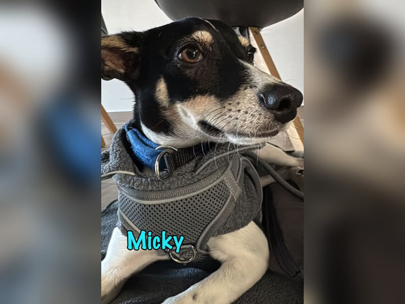 Micky geb. 03/2025 (in Deutschland) - unglaublich liebevoller Hundepartner!