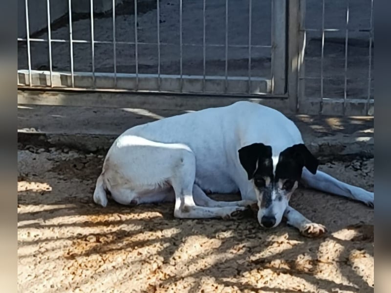 Charlene ist eine ruhige, freundliche Bodeguera