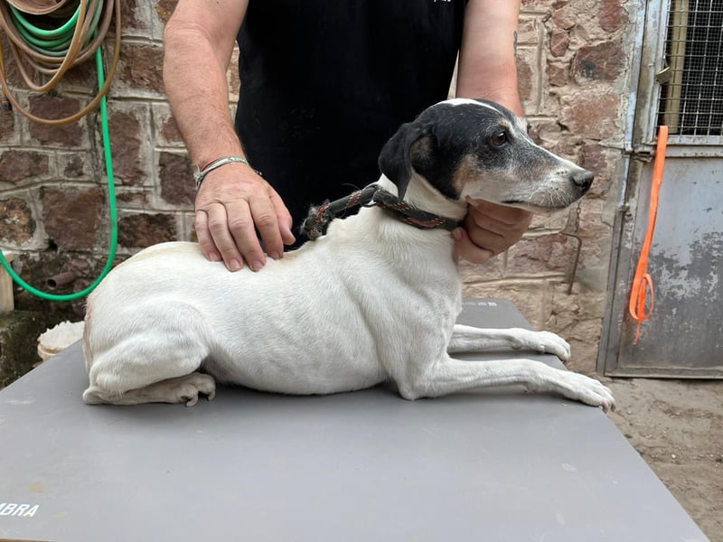 Charlene ist eine ruhige, freundliche Bodeguera