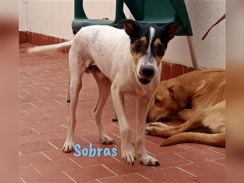 Sobras 06/2013 (ESP Pflegestelle) - liebevoller und genügsamer Ratonero Bodeguero Andaluz!