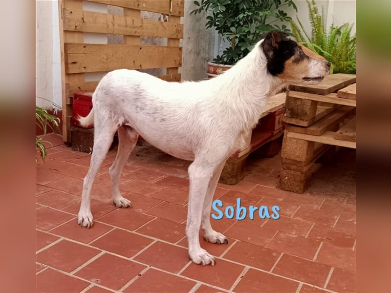 Sobras 06/2013 (ESP Pflegestelle) - liebevoller und genügsamer Ratonero Bodeguero Andaluz!