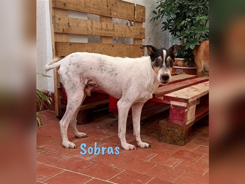 Sobras 06/2013 (ESP Pflegestelle) - liebevoller und genügsamer Ratonero Bodeguero Andaluz!